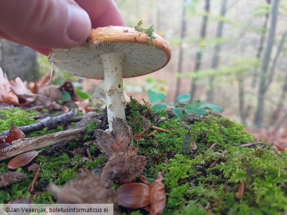 Amanita muscaria