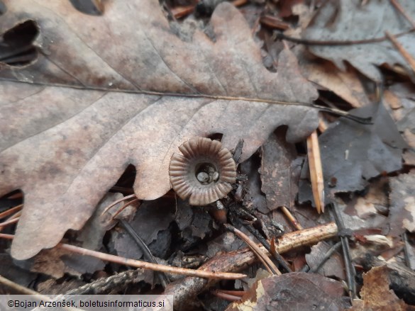 Cyathus striatus