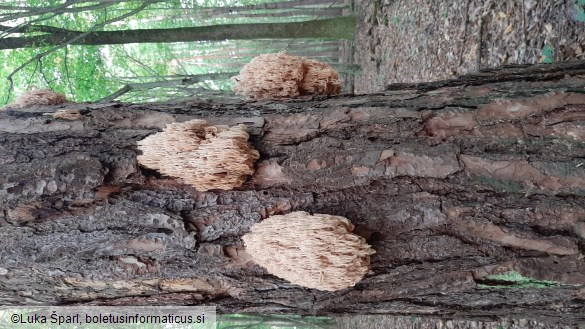 Artomyces pyxidatus