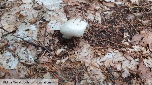 Amanita virosa