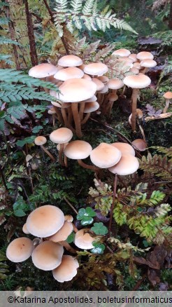 Hypholoma capnoides