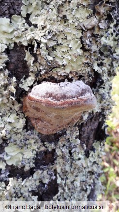 Phellinus pomaceus