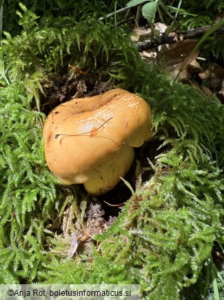 Lactifluus volemus