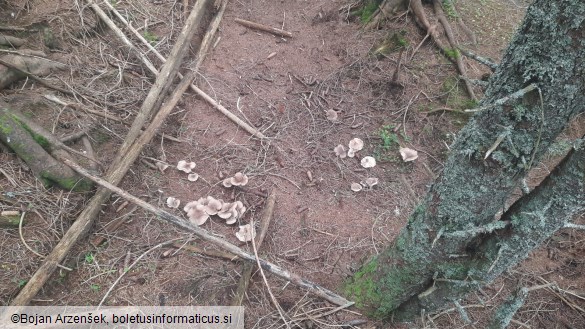 Clitocybe nebularis