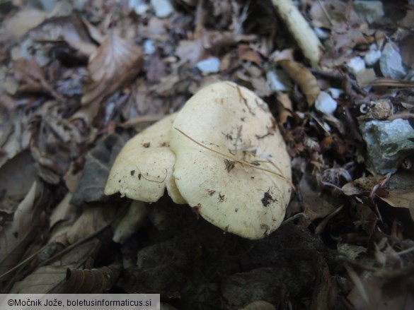 Lactarius illyricus