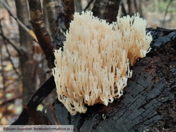 Artomyces pyxidatus