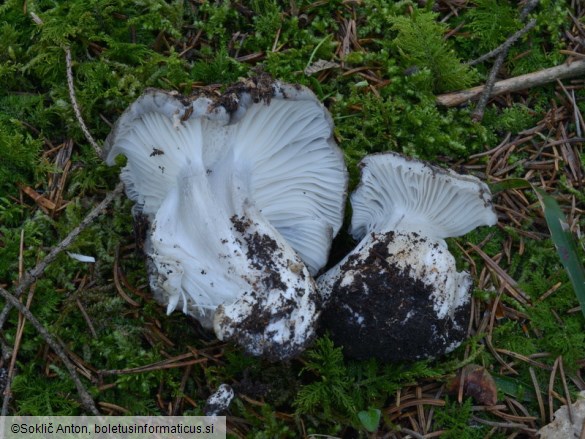 Hygrophorus marzuolus