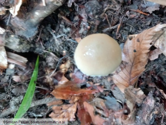 Psathyrella candolleana