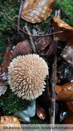 Lycoperdon echinatum