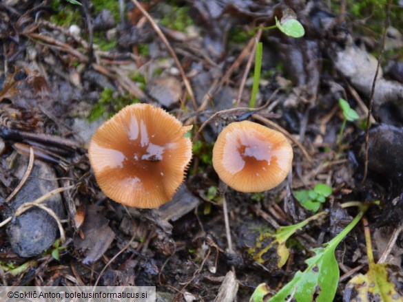 Conocybe arrhenii