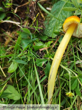Hygrocybe conica