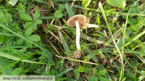 Agrocybe vervacti