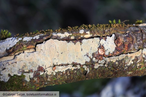 Radulomyces confluens