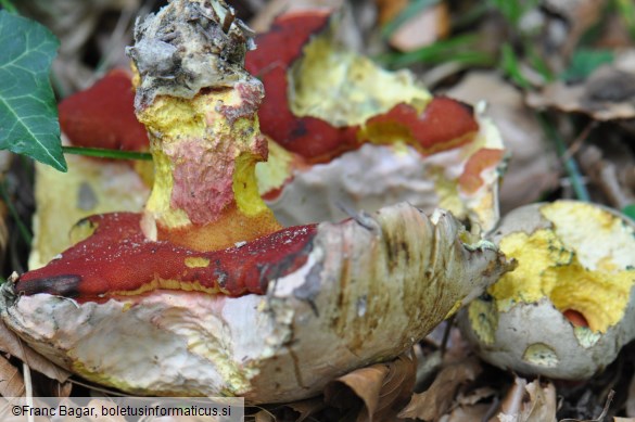 Rubroboletus rhodoxanthus