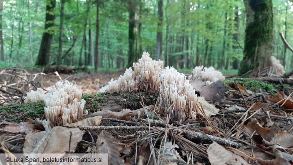 Artomyces pyxidatus