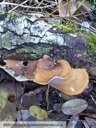 Lentinus brumalis