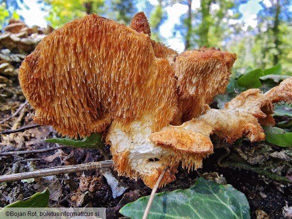 Hericium cirrhatum