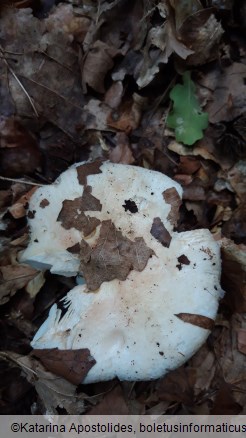 Russula galochroa