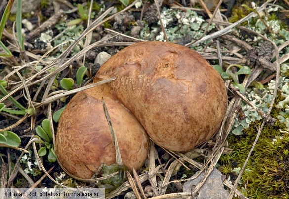 Rhizopogon obtextus