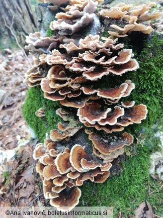 Trametes versicolor