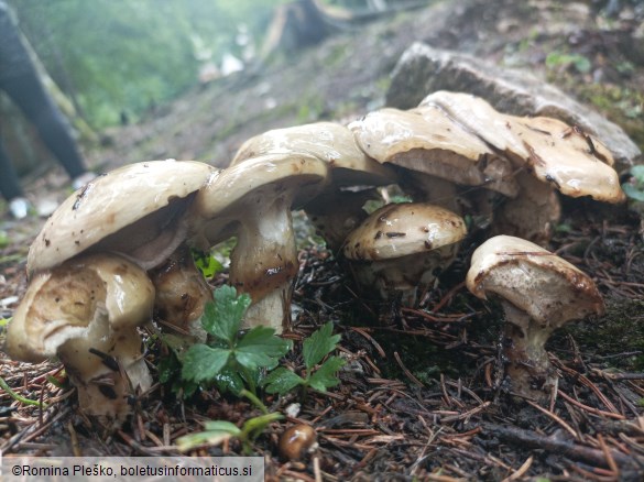 Suillus viscidus