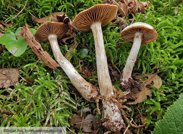 Cortinarius lucorum