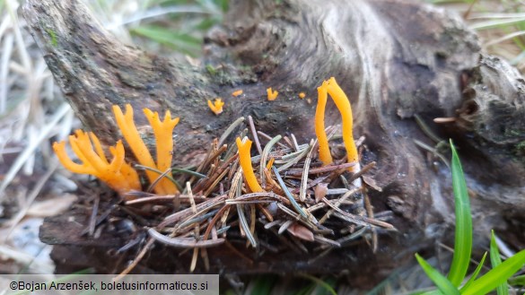 Calocera viscosa