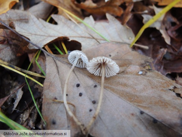 Mycena latifolia