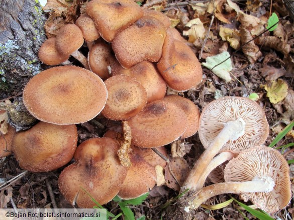 Armillaria borealis