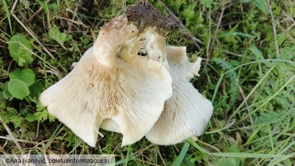 Clitocybe fasciculata