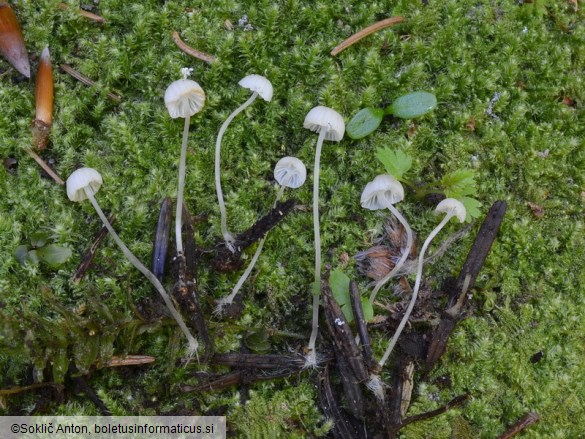 Hemimycena gracilis