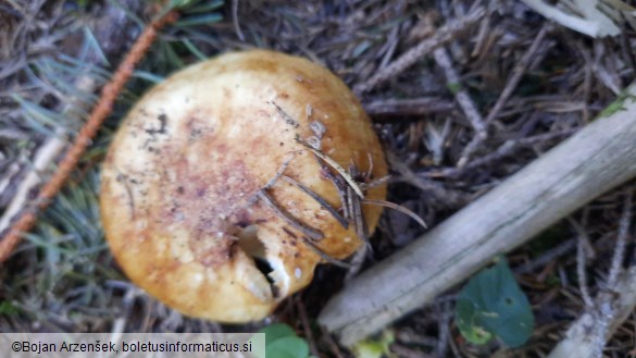 Russula subfoetens