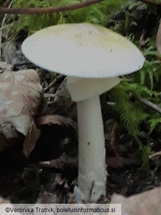 Amanita phalloides