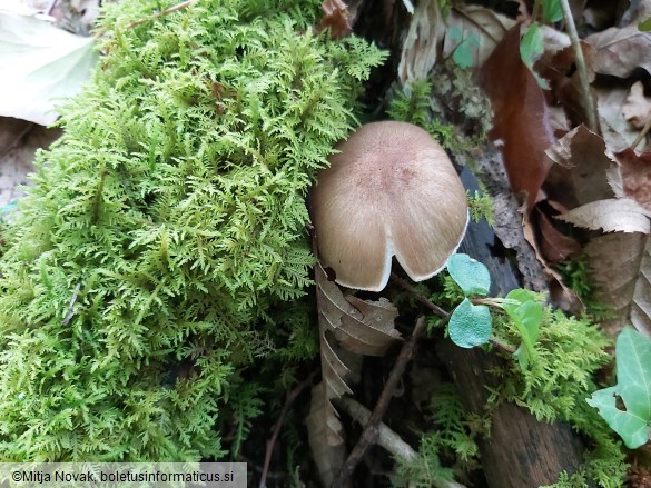 Megacollybia platyphylla