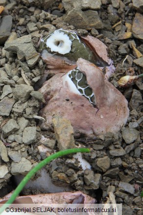 Phallus hadriani
