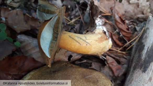 Suillus variegatus