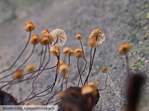 Cryptomarasmius corbariensis