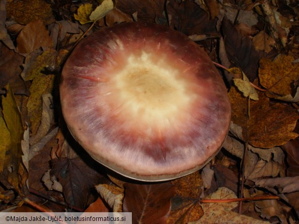 Agaricus silvicola