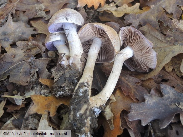 Cortinarius tabularis