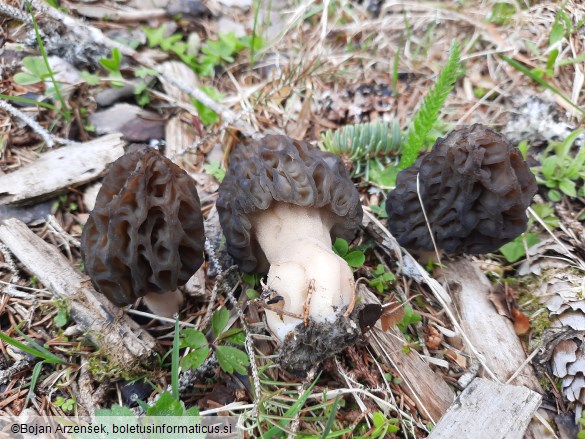 Morchella deliciosa