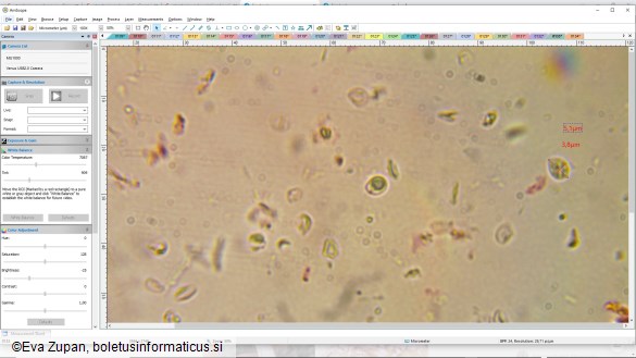 Steccherinum bourdotii