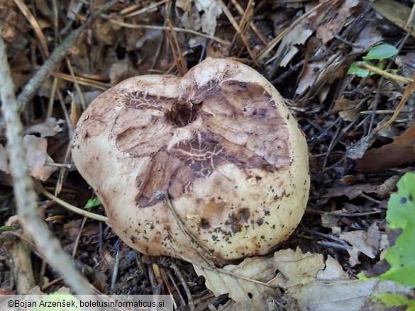 Tricholoma colossus