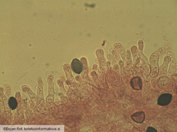 Panaeolus rickenii