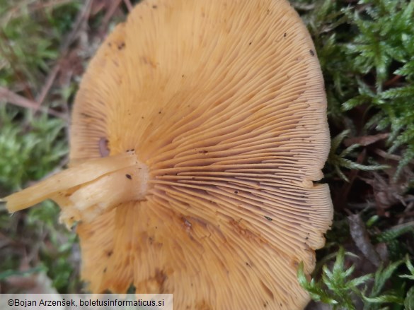 Tricholomopsis decora