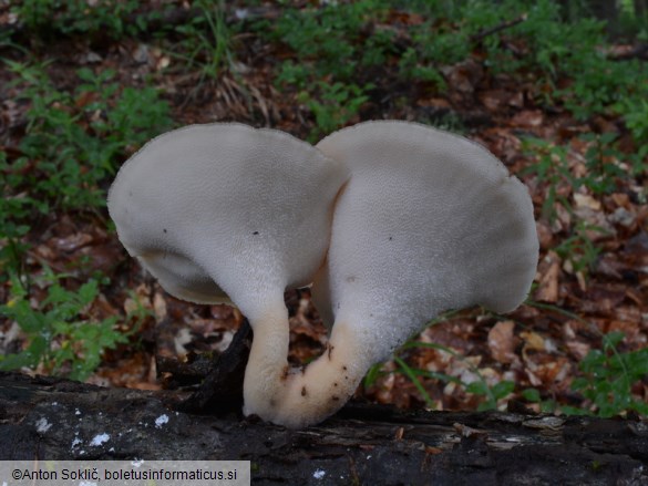 Polyporus tuberaster