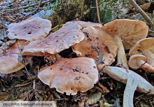 Tricholoma populinum