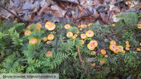 Xeromphalina campanella