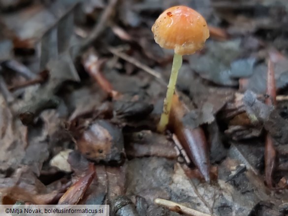 Mycena acicula