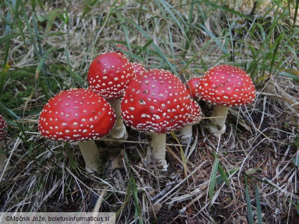 Amanita muscaria