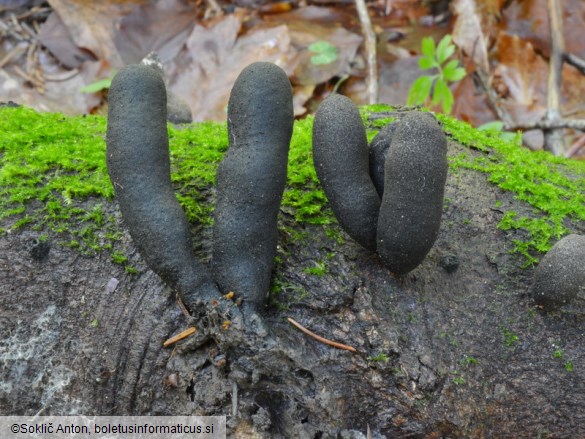 Xylaria polymorpha